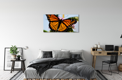 Cuadros sobre lienzo Mariposa de colores