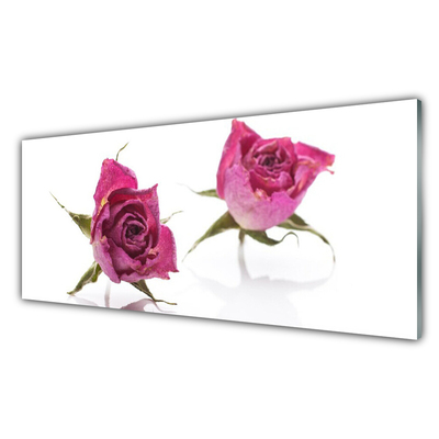 Cuadro en plexiglás Rosas flores planta