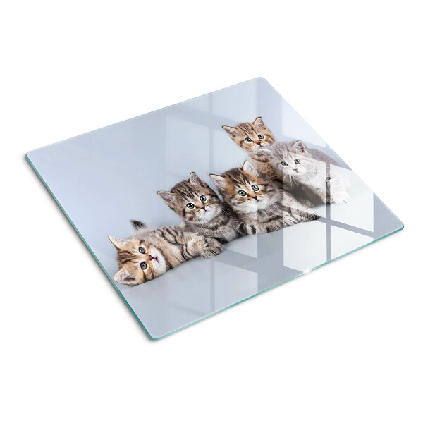 Tabla para cortar Gatos delante de la ventana