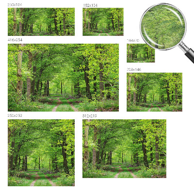 Papel mural texturado decorativo con diseño de sendero forestal