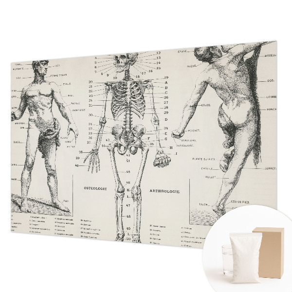 Papel mural con patrón decorativo con motivo de anatomía clásica