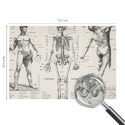 Papel mural con patrón decorativo con motivo de anatomía clásica