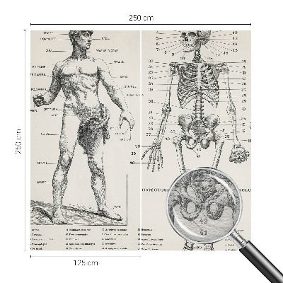 Papel mural con patrón decorativo con motivo de anatomía clásica