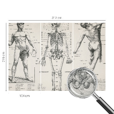 Papel mural con patrón decorativo con motivo de anatomía clásica