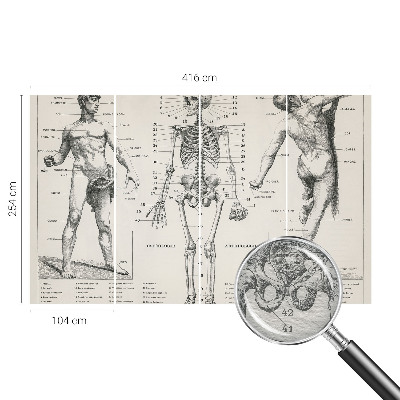 Papel mural con patrón decorativo con motivo de anatomía clásica