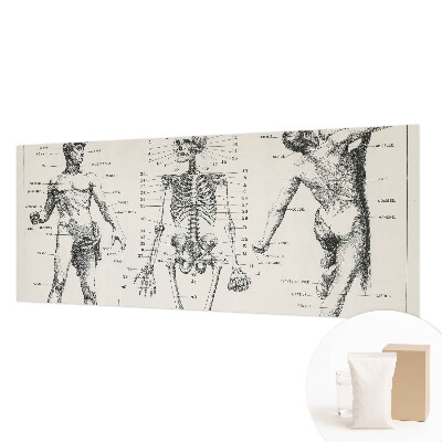 Papel mural con patrón decorativo con motivo de anatomía clásica