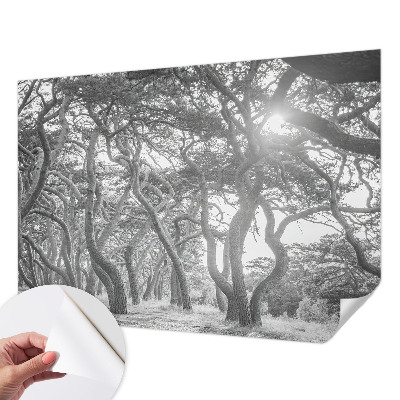 Papel mural texturado decorativo Bosque atmosférico