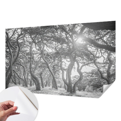 Papel mural texturado decorativo Bosque atmosférico