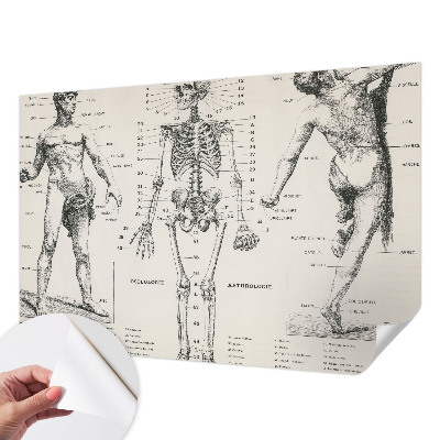 Fotomural decorativo para cabecero de cama con diseño de anatomía clásica