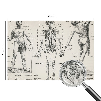 Fotomural decorativo para cabecero de cama con diseño de anatomía clásica