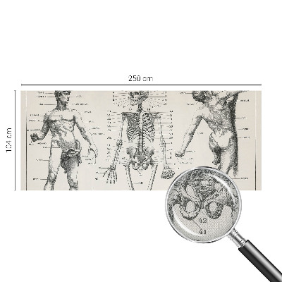 Fotomural decorativo para cabecero de cama con diseño de anatomía clásica