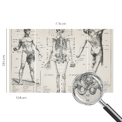 Fotomural decorativo para cabecero de cama con diseño de anatomía clásica