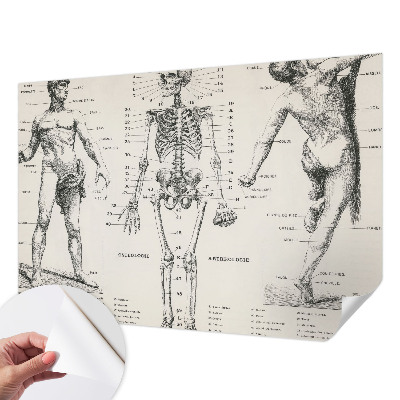 Fotomural decorativo para cabecero de cama con diseño de anatomía clásica