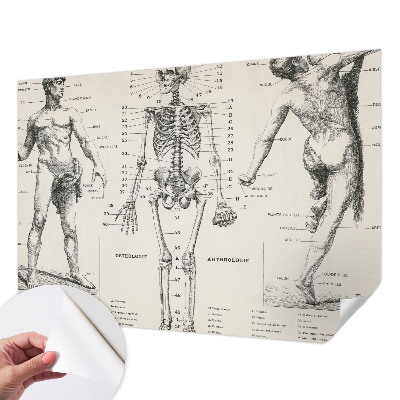Fotomural decorativo para cabecero de cama con diseño de anatomía clásica