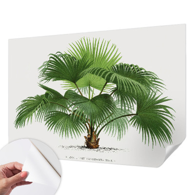 Mural de pared con estampado hermoso Palmera exótica