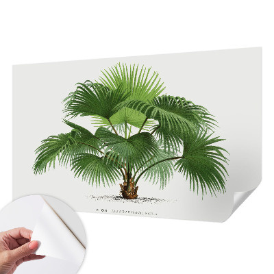 Mural de pared con estampado hermoso Palmera exótica