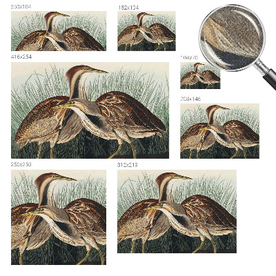 Papel mural con patrón decorativo Pájaros realistas