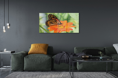 Cuadro de cristal acrílico Mariposa colorida flor