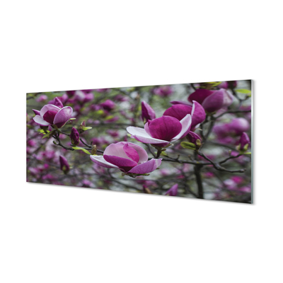 Cuadro de cristal acrílico Magnolia púrpura