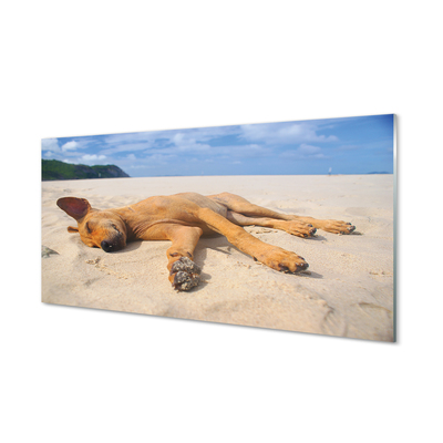 Cuadro de cristal acrílico Mentira playa para perros