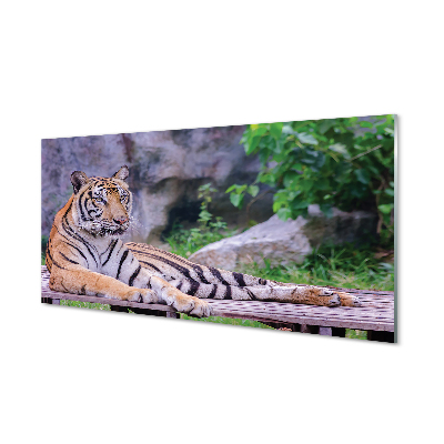 Cuadro de cristal acrílico Tigre en un zoológico