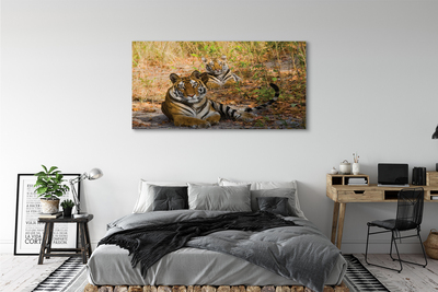 Cuadros sobre lienzo Tigres