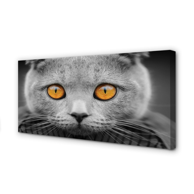 Cuadros sobre lienzo Gato gris británica