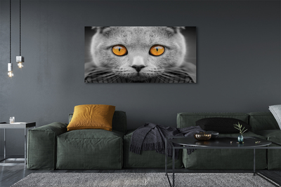 Cuadros sobre lienzo Gato gris británica