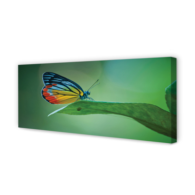 Cuadros sobre lienzo Hoja colorida mariposa