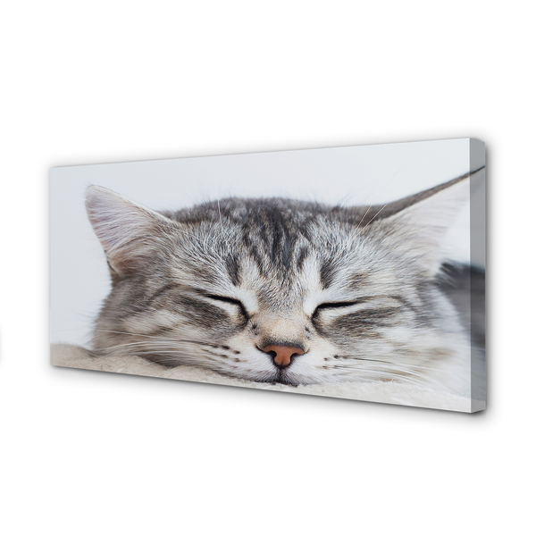 Cuadros sobre lienzo Gato soñoliento