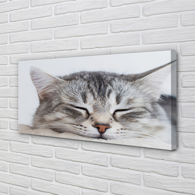 Cuadros sobre lienzo Gato soñoliento
