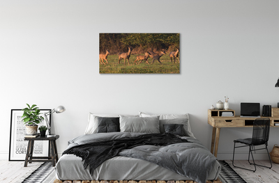 Cuadros sobre lienzo Amanecer ciervos golf