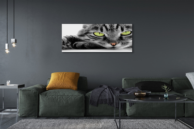 Cuadros sobre lienzo Gato gris-negro