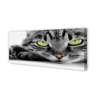 Cuadros sobre lienzo Gato gris-negro