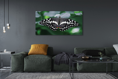 Cuadros sobre lienzo Hojas de colores mariposa