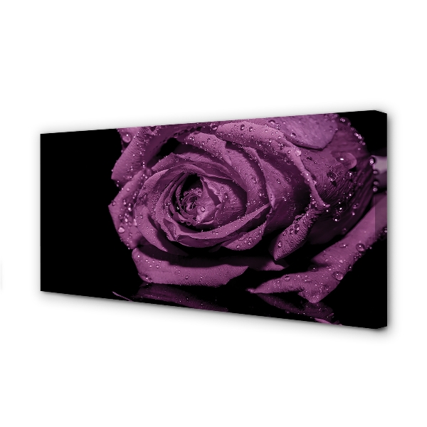 Cuadros sobre lienzo Rosa purpura
