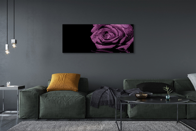 Cuadros sobre lienzo Rosa purpura