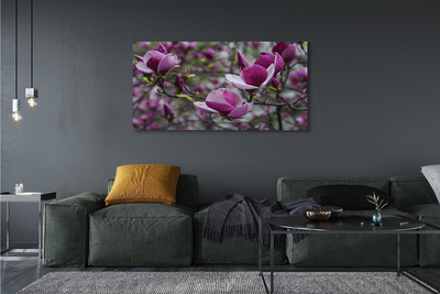 Cuadros sobre lienzo Magnolia púrpura