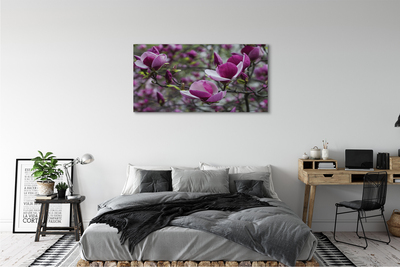 Cuadros sobre lienzo Magnolia púrpura