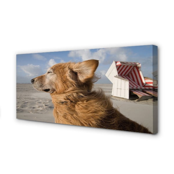 Cuadros sobre lienzo Playa marrón del perro