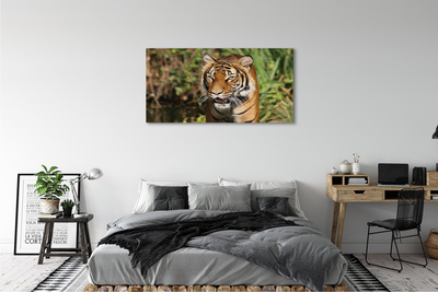 Cuadros sobre lienzo Tiger woods
