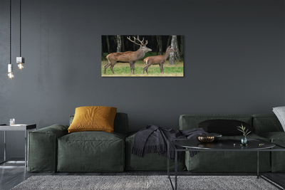 Cuadros sobre lienzo Bosque ciervos