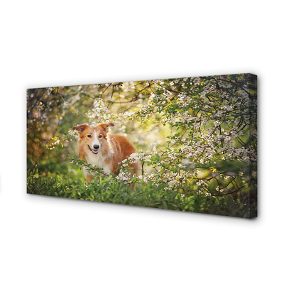 Cuadros sobre lienzo Flores del bosque de perro