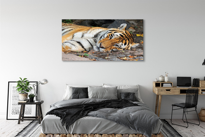 Cuadros sobre lienzo De tigre