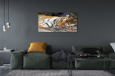 Cuadros sobre lienzo De tigre