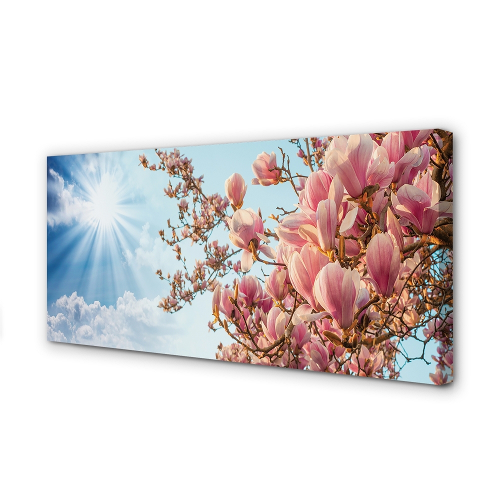 Cuadros sobre lienzo Magnolia cielo sol