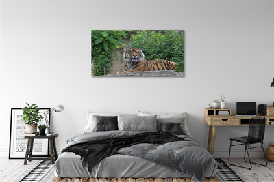 Cuadros sobre lienzo Tiger woods