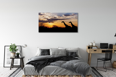 Cuadros sobre lienzo Nubes de árbol de jirafas