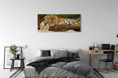 Cuadros sobre lienzo Árbol de tigre