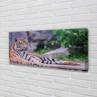Cuadros sobre lienzo Tigre en un zoológico